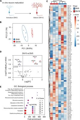 Ribosome heterogeneity in development and disease